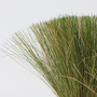 Voir la diapositive 3 : PLANT IN A BOX Herbe aux plumes - Set de 9 - Stipa tenuifolia 'Pony Tails' - H20-30cm - ⌀9cm
