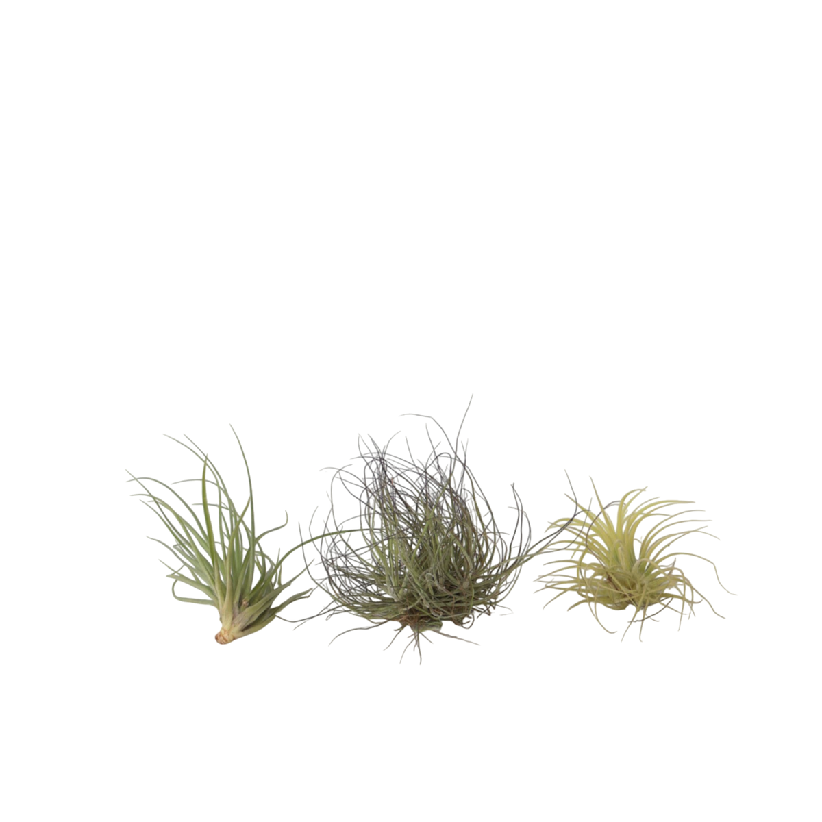 PLANT IN A BOX Plante aérienne - Set de 3 - Tillandsia - Hauteur 5-15cm - ⌀5cm