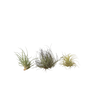 Voir la diapositive 1 : PLANT IN A BOX Plante aérienne - Set de 3 - Tillandsia - Hauteur 5-15cm - ⌀5cm