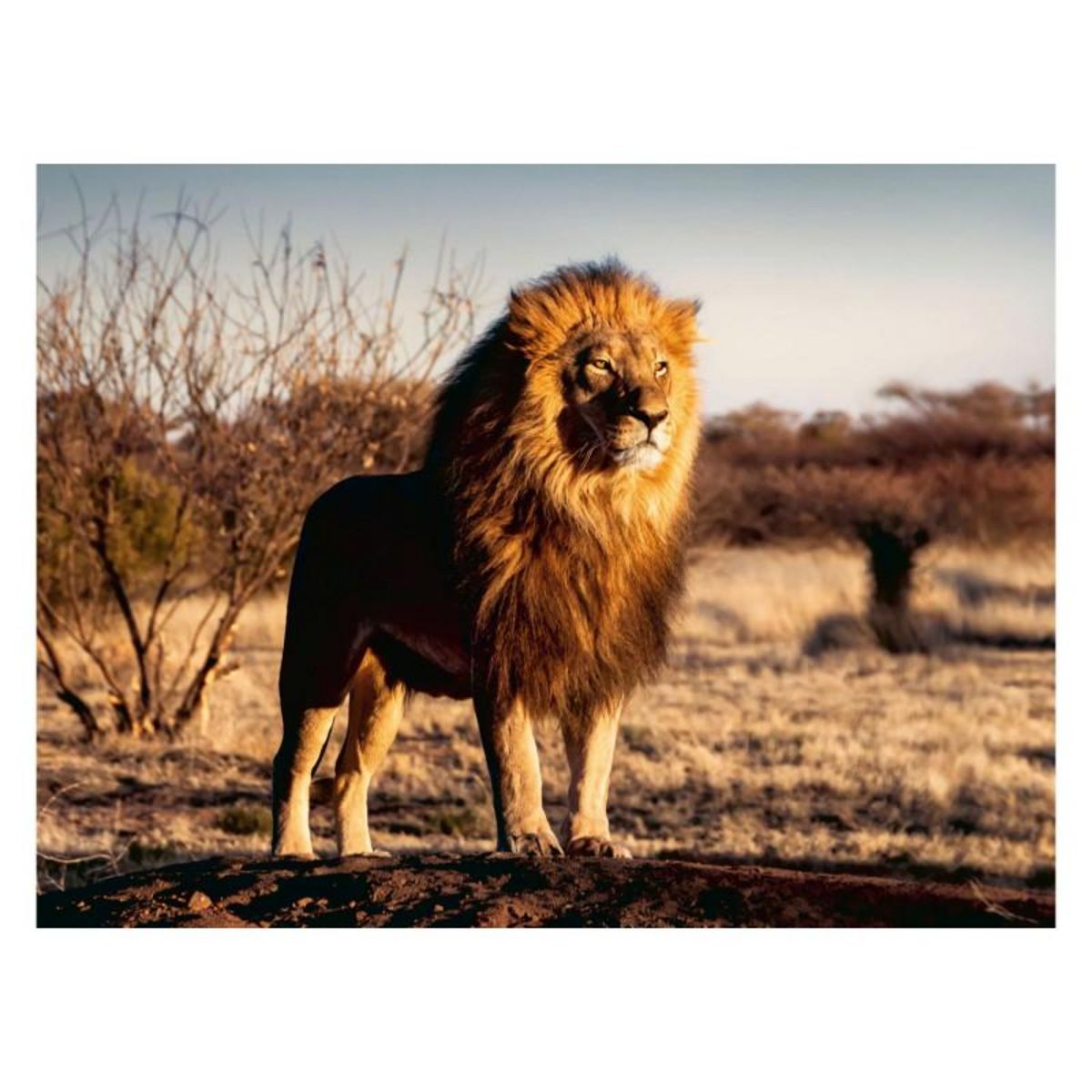 RAVENSBURGER Ravensburger - The Lion The King of the Beasts Jigsaw Puzzle, 1500pcs. 171071
