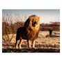 Voir la diapositive 2 : RAVENSBURGER Ravensburger - The Lion The King of the Beasts Jigsaw Puzzle, 1500pcs. 171071
