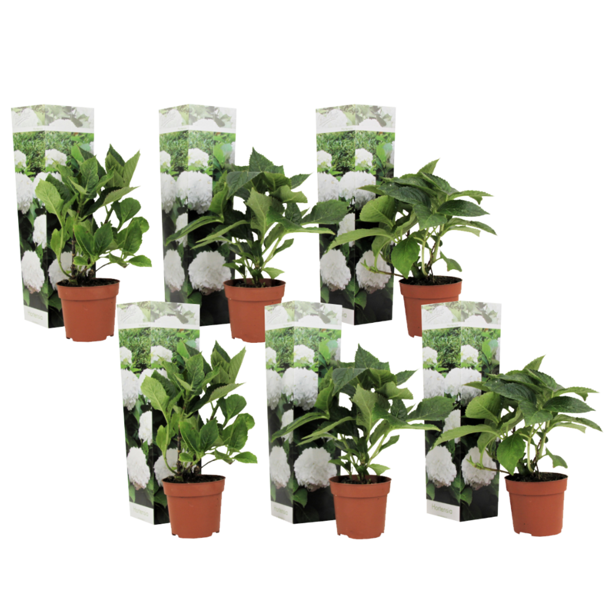 PLANT IN A BOX Hortensia - Set de 6 - Hydrangea macrophylla 'Wudu' - Hauteur 25-40cm - ⌀9cm