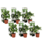 Voir la diapositive 1 : PLANT IN A BOX Hortensia - Set de 6 - Hydrangea macrophylla 'Wudu' - Hauteur 25-40cm - ⌀9cm