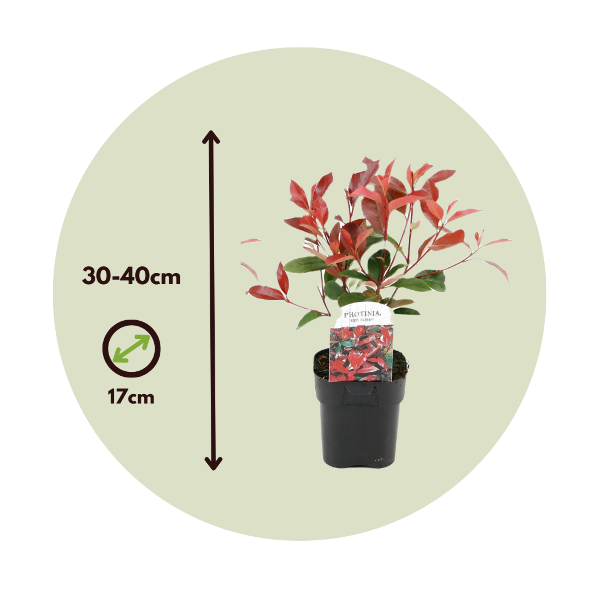 PLANT IN A BOX Feuille de noyer - Set de 2 - Photinia fraseri 'Red Robin' - H30-40cm - ⌀17cm