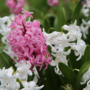 Voir la diapositive 5 : PLANT IN A BOX Jacinthe - Set de 20 - Hyacinthus - Bulbes à fleurs