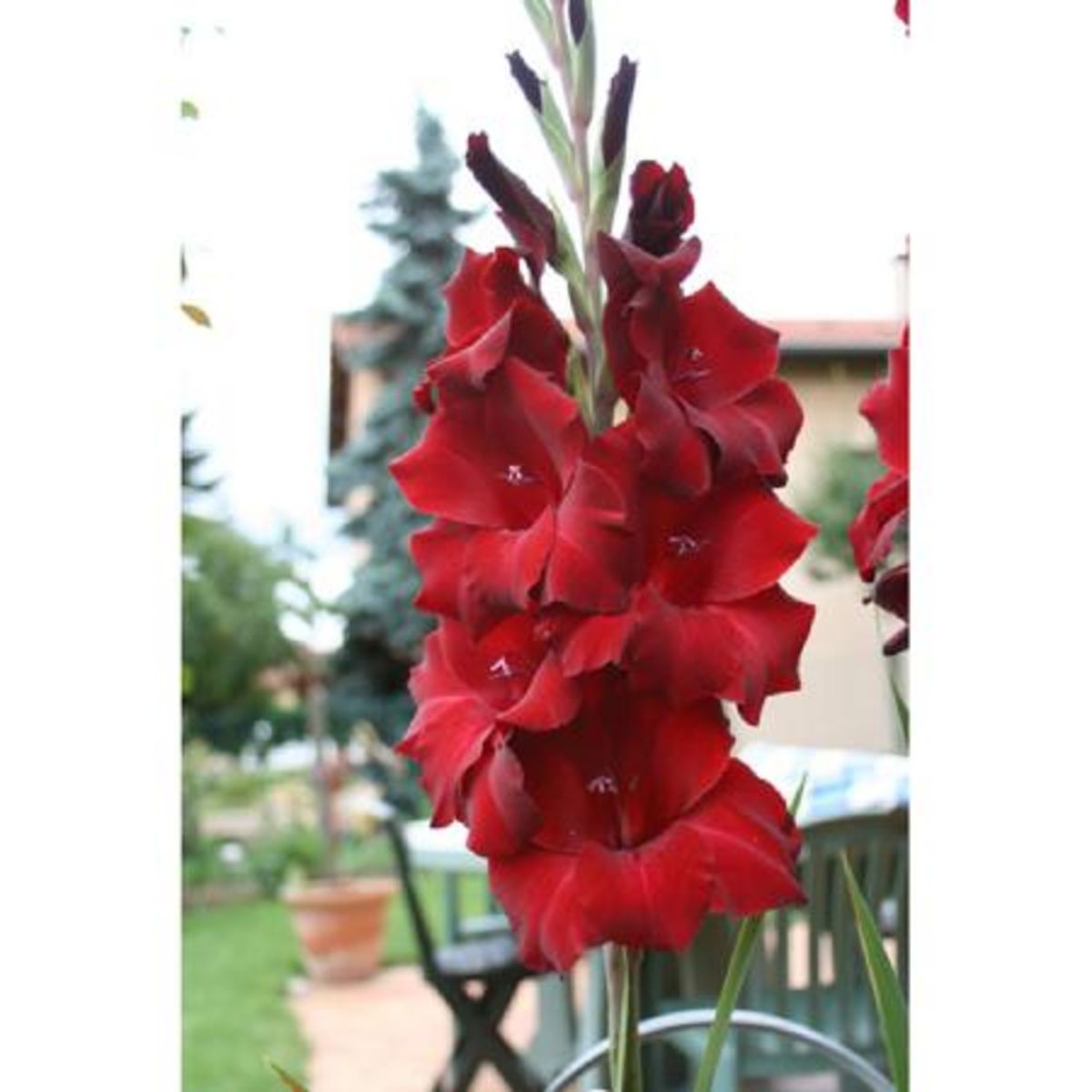 AUCHAN Glaïeuls Grandes fleurs