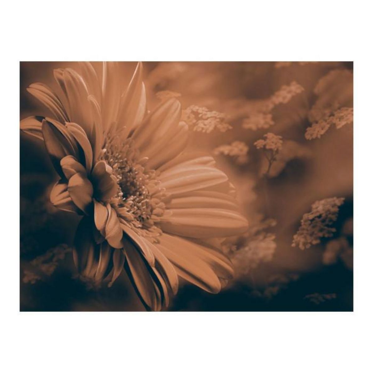 Paris Prix Papier Peint  Gerbera in Bronze