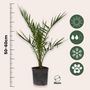 Voir la diapositive 2 : PLANT IN A BOX Palmier Dattier des Canaries - Set de 4 - Phoenix canariensis - H50-60cm - ⌀15cm