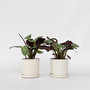 Voir la diapositive 6 : PLANT IN A BOX Plante Dormeuse - Set de 2 - Ctenanthe 'Amagris' - Hauteur 20-30cm - ⌀12cm
