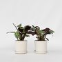 Voir la diapositive 6 : PLANT IN A BOX Plante Dormeuse - Set de 2 - Ctenanthe 'Amagris' - Hauteur 20-30cm - ⌀12cm