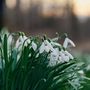 Voir la diapositive 5 : PLANT IN A BOX Perce-neige - Set de 50 - Galanthus elwesii - Bulbes à fleurs - Blanc