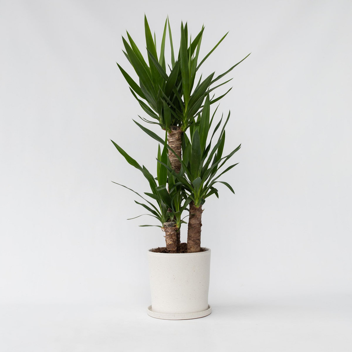 PLANT IN A BOX Pied d'éléphant - Yucca elephantipes - Hauteur 70-80cm - ⌀21cm