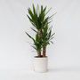 Voir la diapositive 6 : PLANT IN A BOX Pied d'éléphant - Yucca elephantipes - Hauteur 70-80cm - ⌀21cm