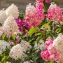 Voir la diapositive 4 : PLANT IN A BOX Hortensia - Set de 6 - Hydrangea paniculata - Hauteur 25-35cm - ⌀9cm