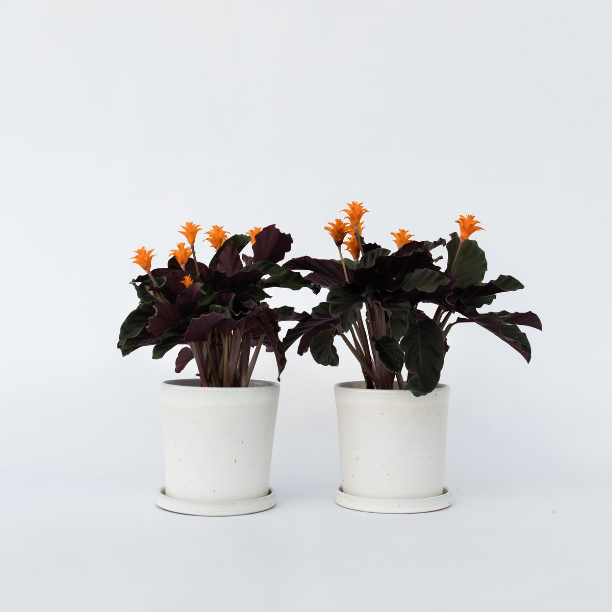 PLANT IN A BOX Calathée - Set de 2 - Calathea crocata 'Tassmania' - Hauteur 40-50cm - ⌀14cm