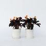 Voir la diapositive 5 : PLANT IN A BOX Calathée - Set de 2 - Calathea crocata 'Tassmania' - Hauteur 40-50cm - ⌀14cm