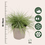 Voir la diapositive 2 : PLANT IN A BOX Fétuque - Set de 6 - Festuca glauca 'Elijah Blue' - Hauteur 10-15cm - ⌀9cm