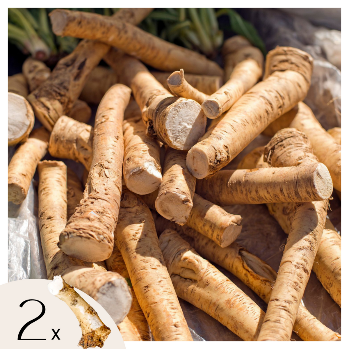 PLANT IN A BOX Raifort - Set de 2 - Armoracia rusticana - Rhizomes - Groen