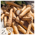 PLANT IN A BOX Raifort - Set de 2 - Armoracia rusticana - Rhizomes - Groen