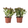 Voir la diapositive 1 : PLANT IN A BOX Arbre à jade - Lot 2 - Crassula ovata - Hauteur 15-25cm - ø12cm