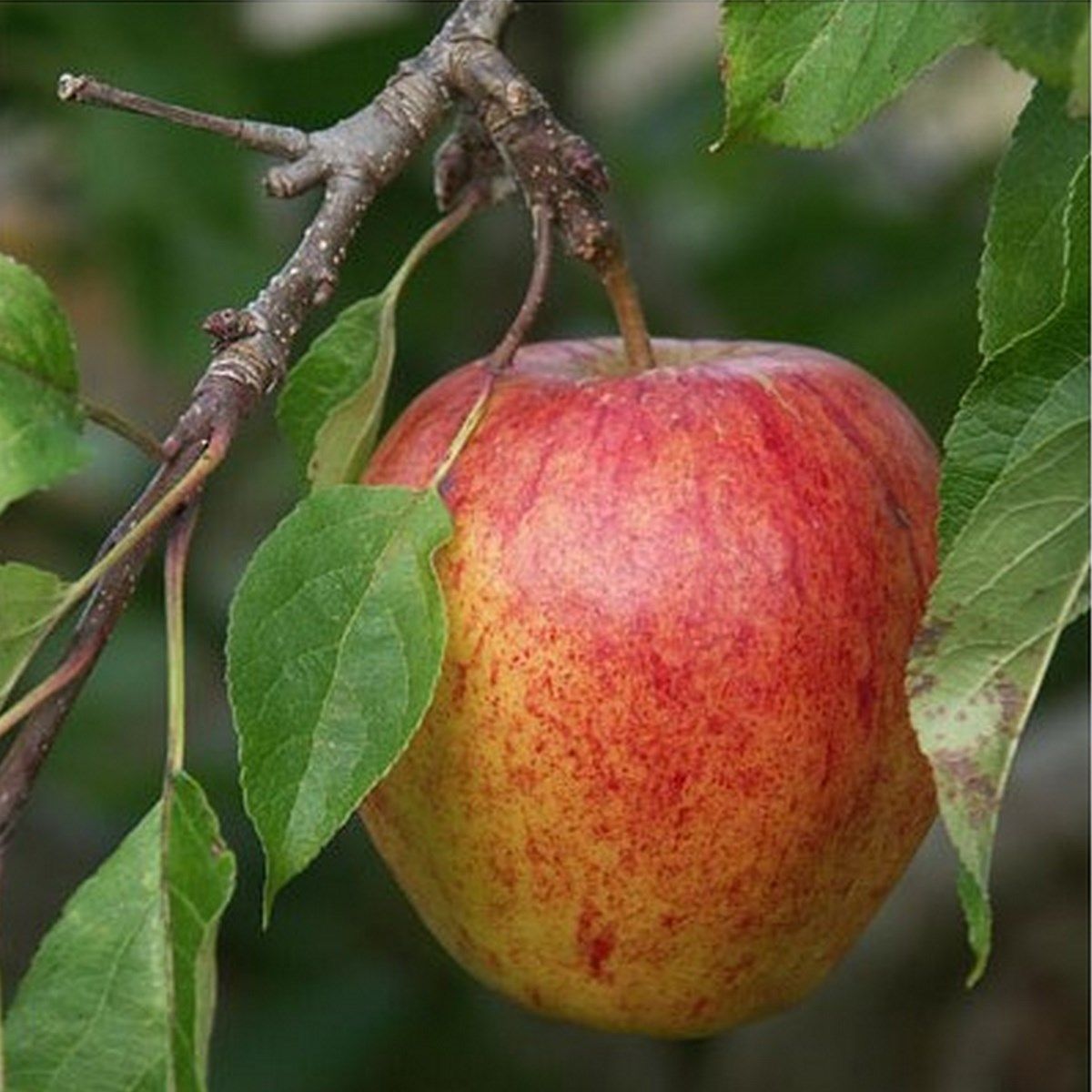 Pommier Cox Orange