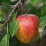 Voir la diapositive 1 : Pommier Cox Orange