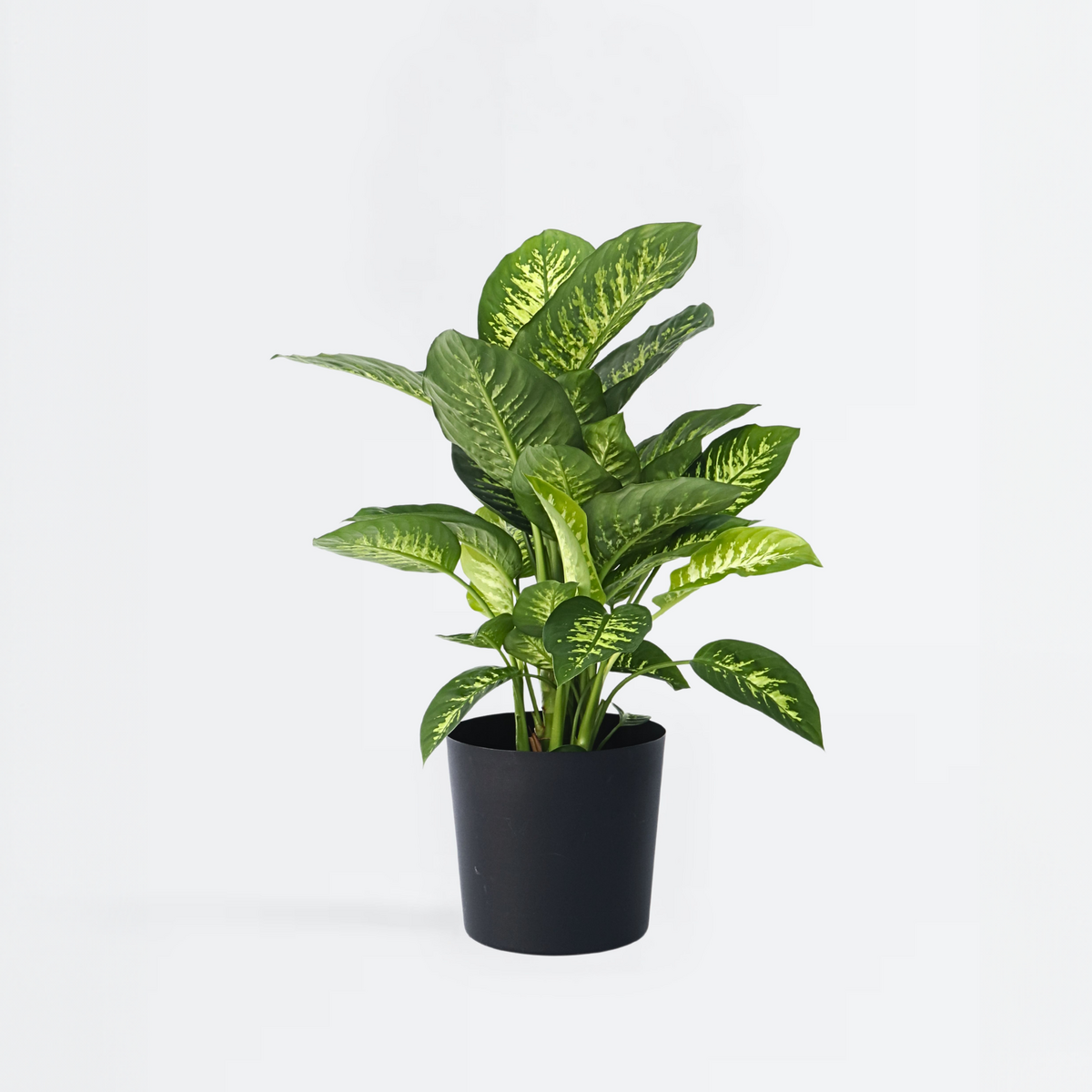 PLANT IN A BOX Cannes des muets - Dieffenbachia 'Tropic' - Hauteur 70-80cm - ⌀24cm