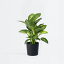 Voir la diapositive 5 : PLANT IN A BOX Cannes des muets - Dieffenbachia 'Tropic' - Hauteur 70-80cm - ⌀24cm