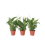 Voir la diapositive 1 : PLANT IN A BOX Fleur de lune - Set de 3 - Spathiphyllum 'Torelli' - Hauteur 30-45cm - ⌀12cm