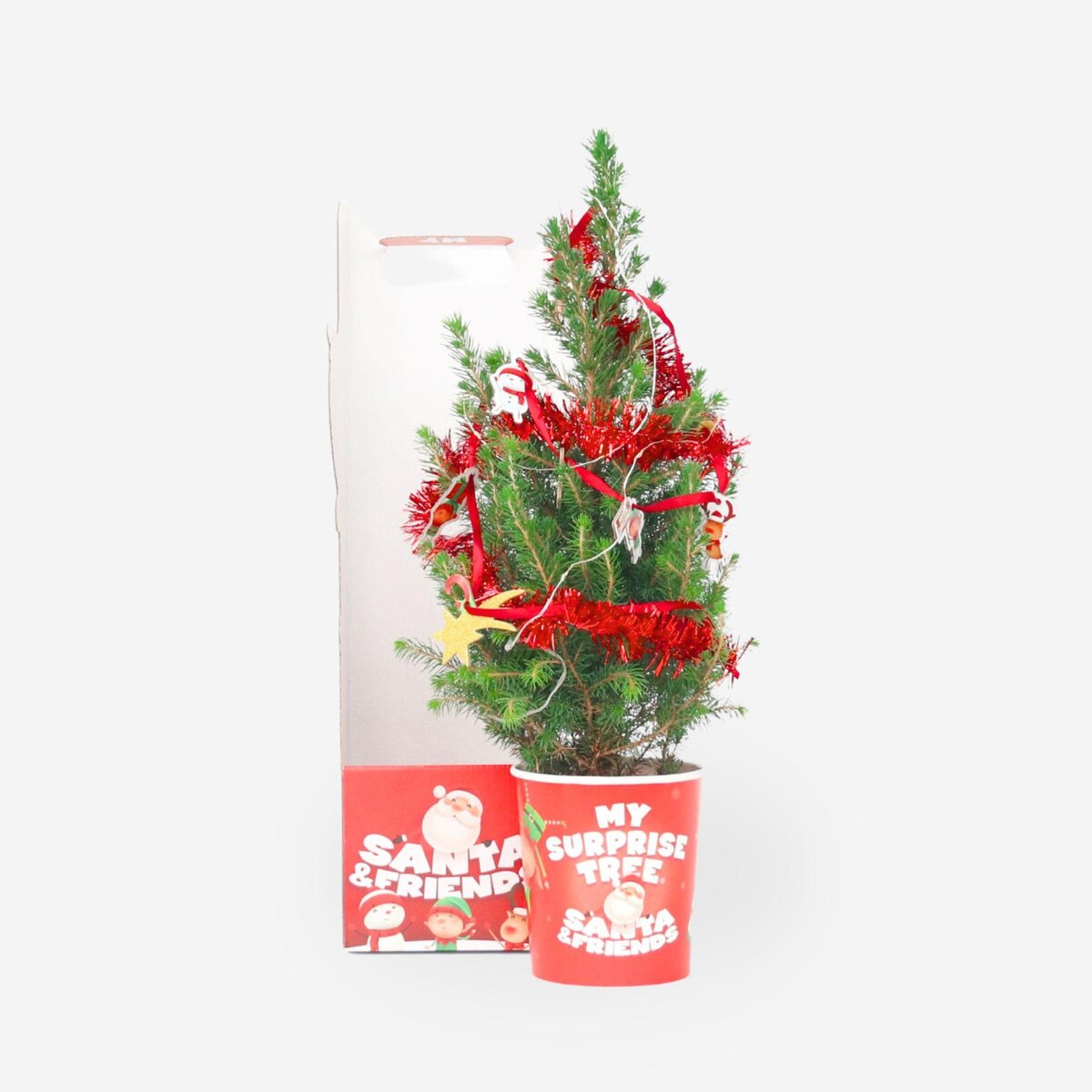 PLANT IN A BOX Épinette naine Alberta - Picea Conica - Mini sapin de Noël et décorations