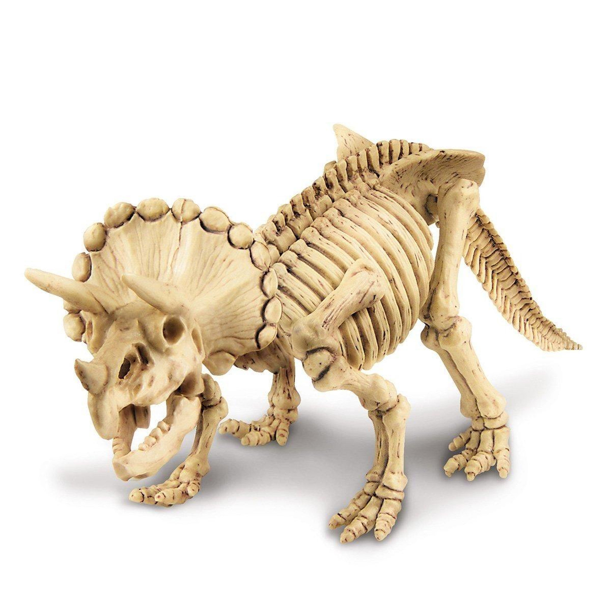 Voir la diapositive 3 : GRAINE CRÉATIVE Deterre ton dinosaure triceratops
