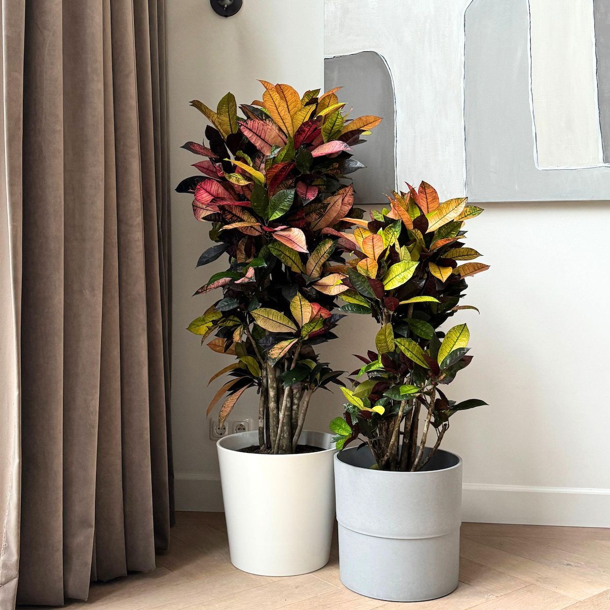 PLANT IN A BOX Croton - Codiaeum variegatum 'Mrs. Iceton' - Hauteur 140-150cm - ⌀31cm