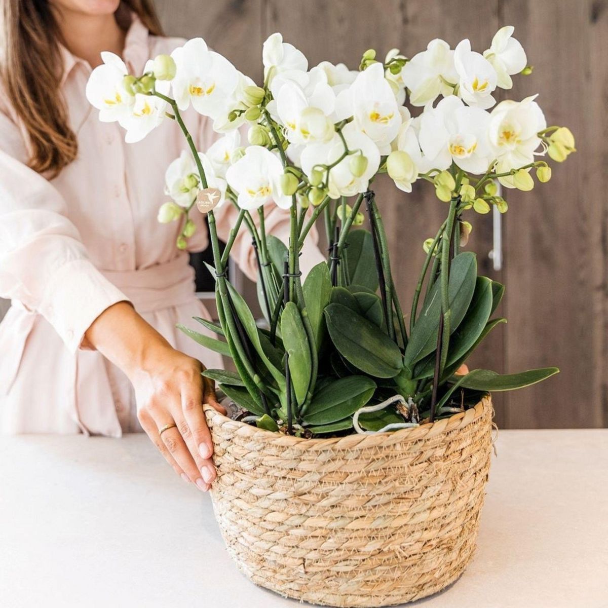 PLANT IN A BOX Orchidée en panier blanc - Phalaenopsis - Hauteur 40–50cm - ⌀28cm
