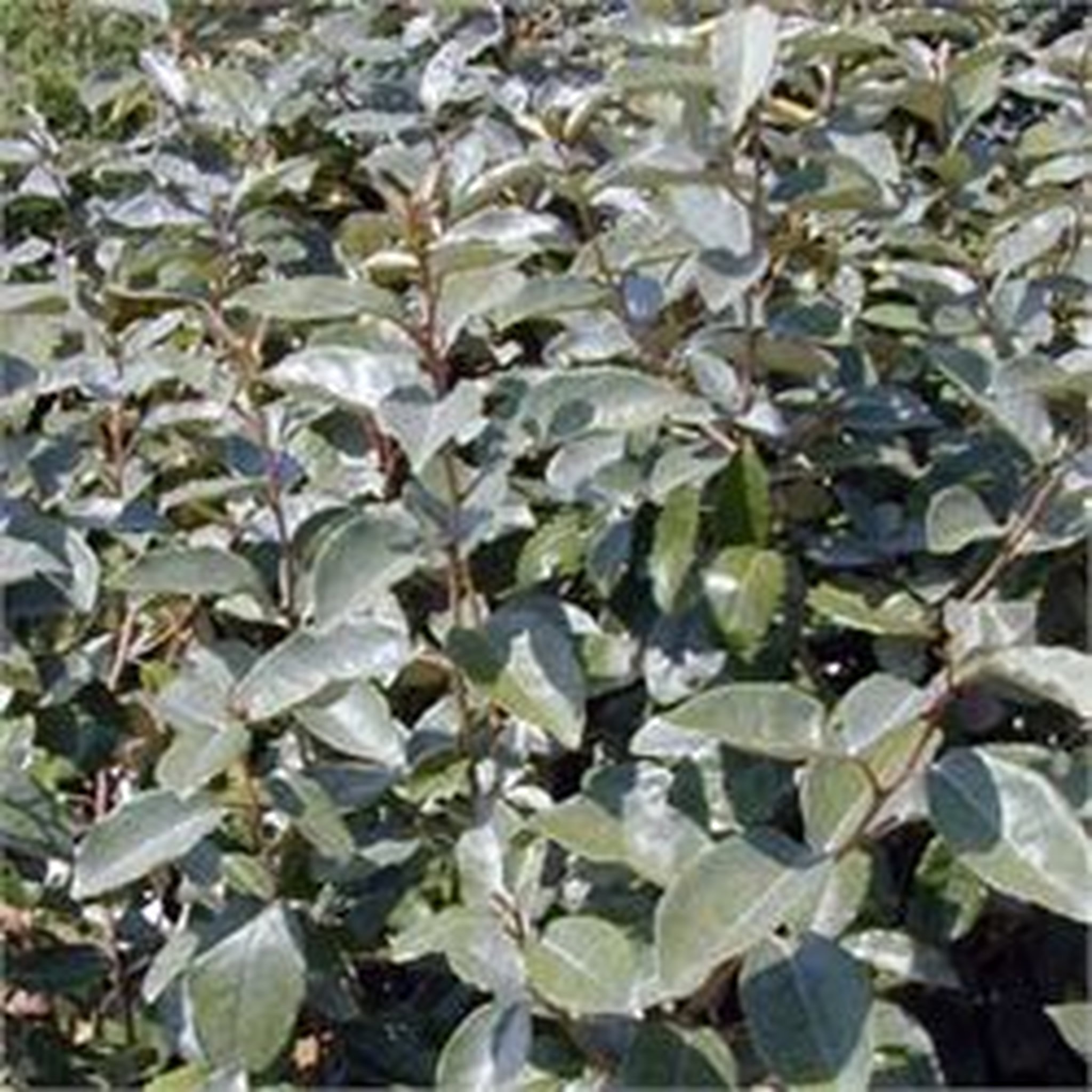 Elaeagnus ebbingei - Pot de 3L 60/80cm - HT/1,5 à 5m