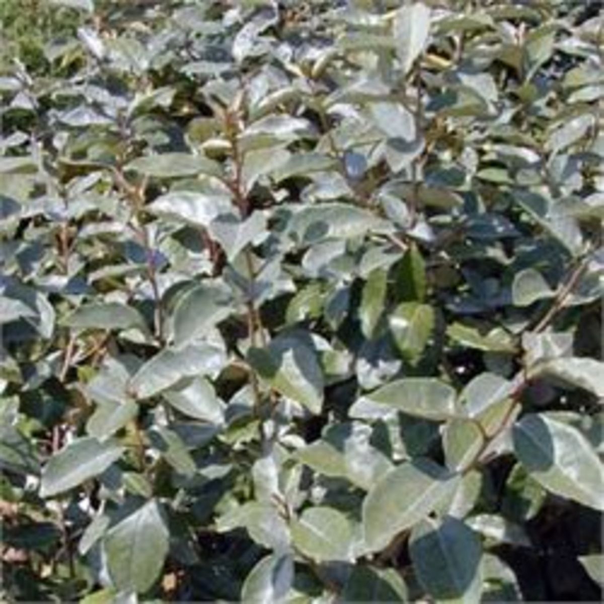 Elaeagnus ebbingei - Pot de 3L 60/80cm - HT/1,5 à 5m