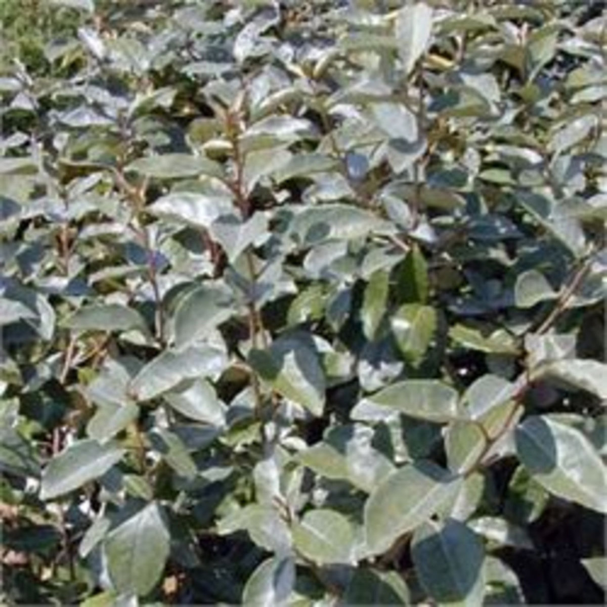 Elaeagnus ebbingei - Pot de 3L 60/80cm - HT/1,5 à 5m