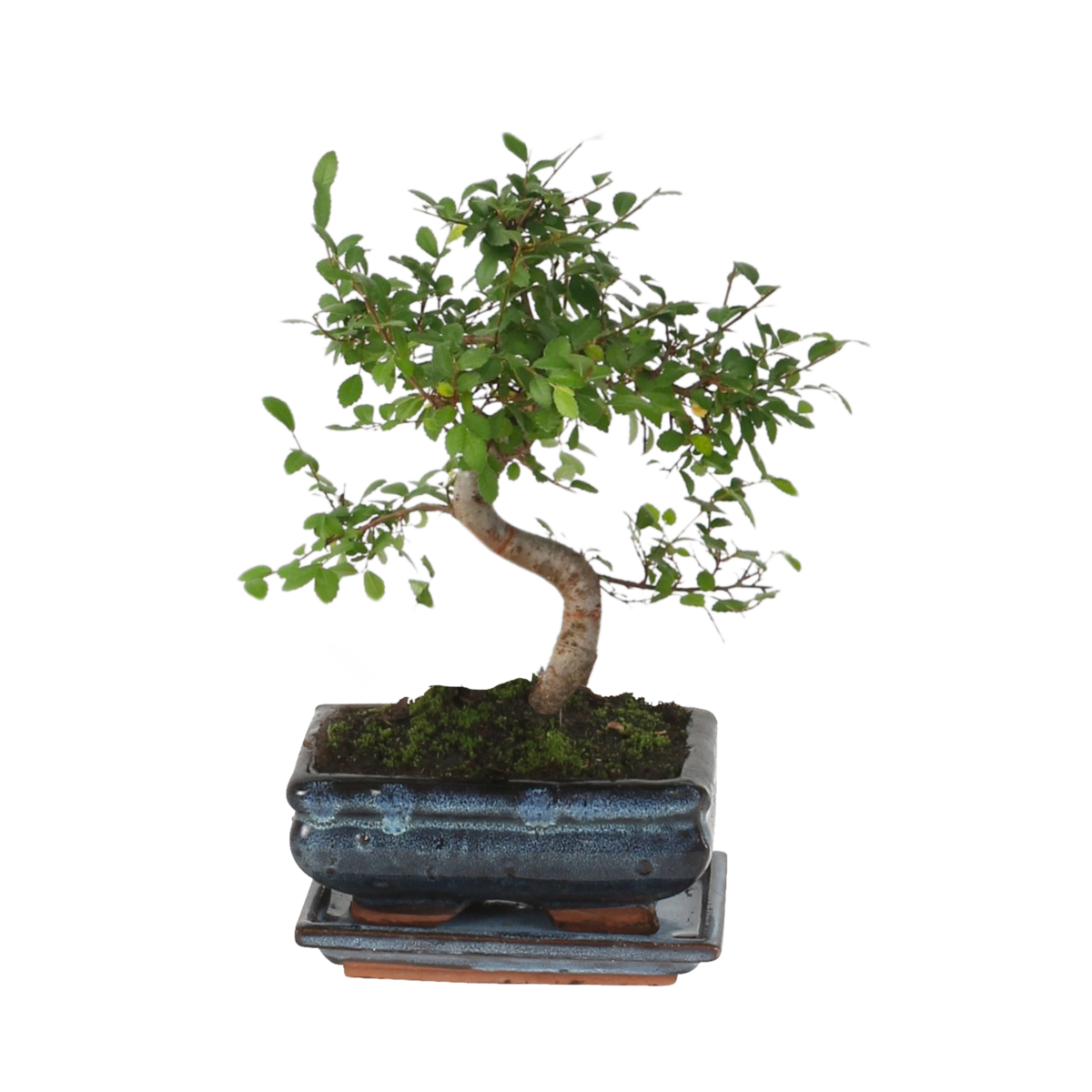 PLANT IN A BOX Bonsaï - Zelkova serrata - Hauteur 20-30cm - ⌀20cm