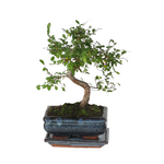 PLANT IN A BOX Bonsaï - Zelkova serrata - Hauteur 20-30cm - ⌀20cm
