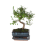 Voir la diapositive 1 : PLANT IN A BOX Bonsaï - Zelkova serrata - Hauteur 20-30cm - ⌀20cm