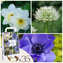 Voir la diapositive 1 : PLANT IN A BOX Bulbes - 35 pièces - Coffret Sunny Garden - Anémone, Allium, Narcisse