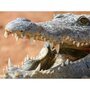Smartbox Découverte près de Montélimar : 2 entrées adulte pour La Ferme aux Crocodiles - Coffret Cadeau Sport & Aventure