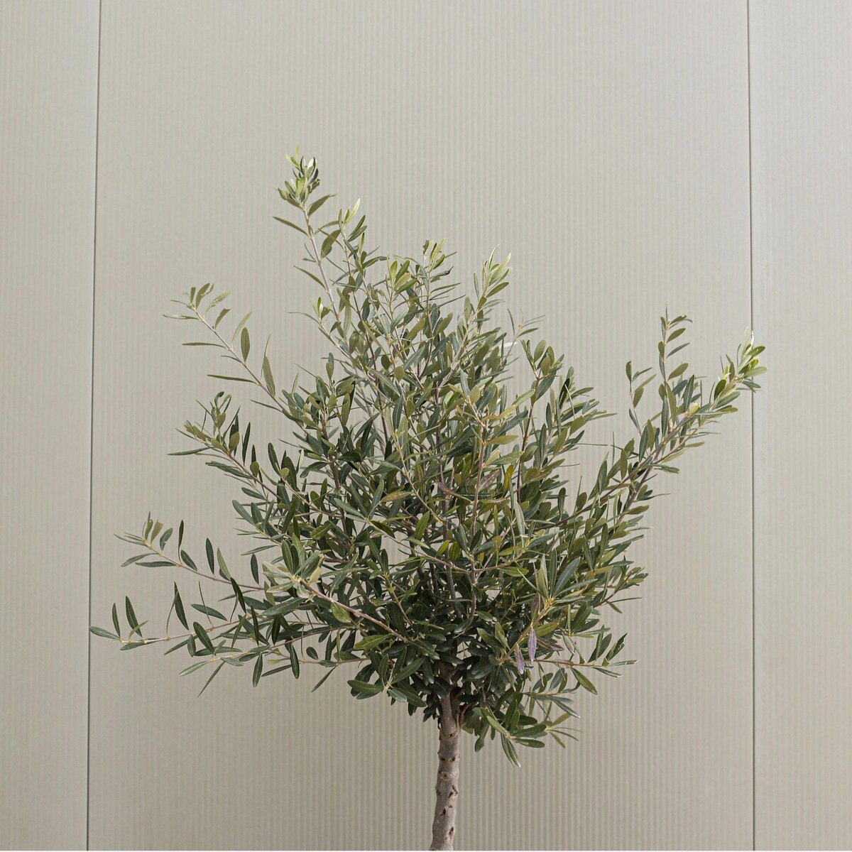 PLANT IN A BOX Olivier - Set de 2 - Olea europaea - Hauteur 90-100cm - ⌀21cm