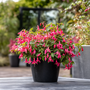 Voir la diapositive 4 : PLANT IN A BOX Fuchsia pleureur - Set de 3 - Fuchsia magellanica - Hauteur 10-20cm - ⌀9cm
