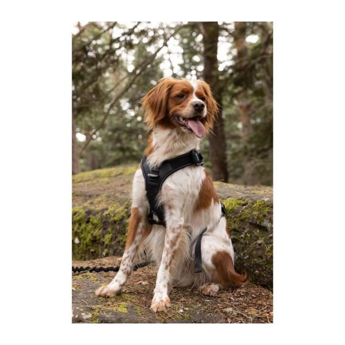 Harnais pour chien - SYMBIOZ - M - Noir / Bleu