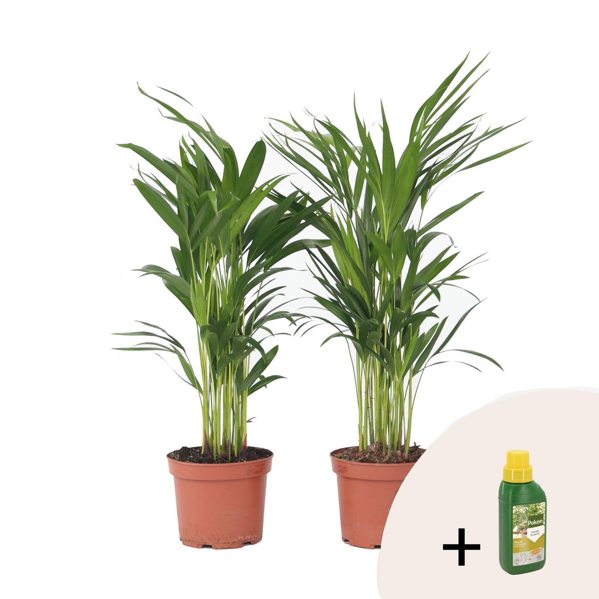 PLANT IN A BOX Palmier areca - Set de 2 - Dypsis lutescens - Hauteur 60-70cm - ⌀17cm