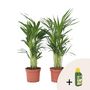 Voir la diapositive 1 : PLANT IN A BOX Palmier areca - Set de 2 - Dypsis lutescens - Hauteur 60-70cm - ⌀17cm
