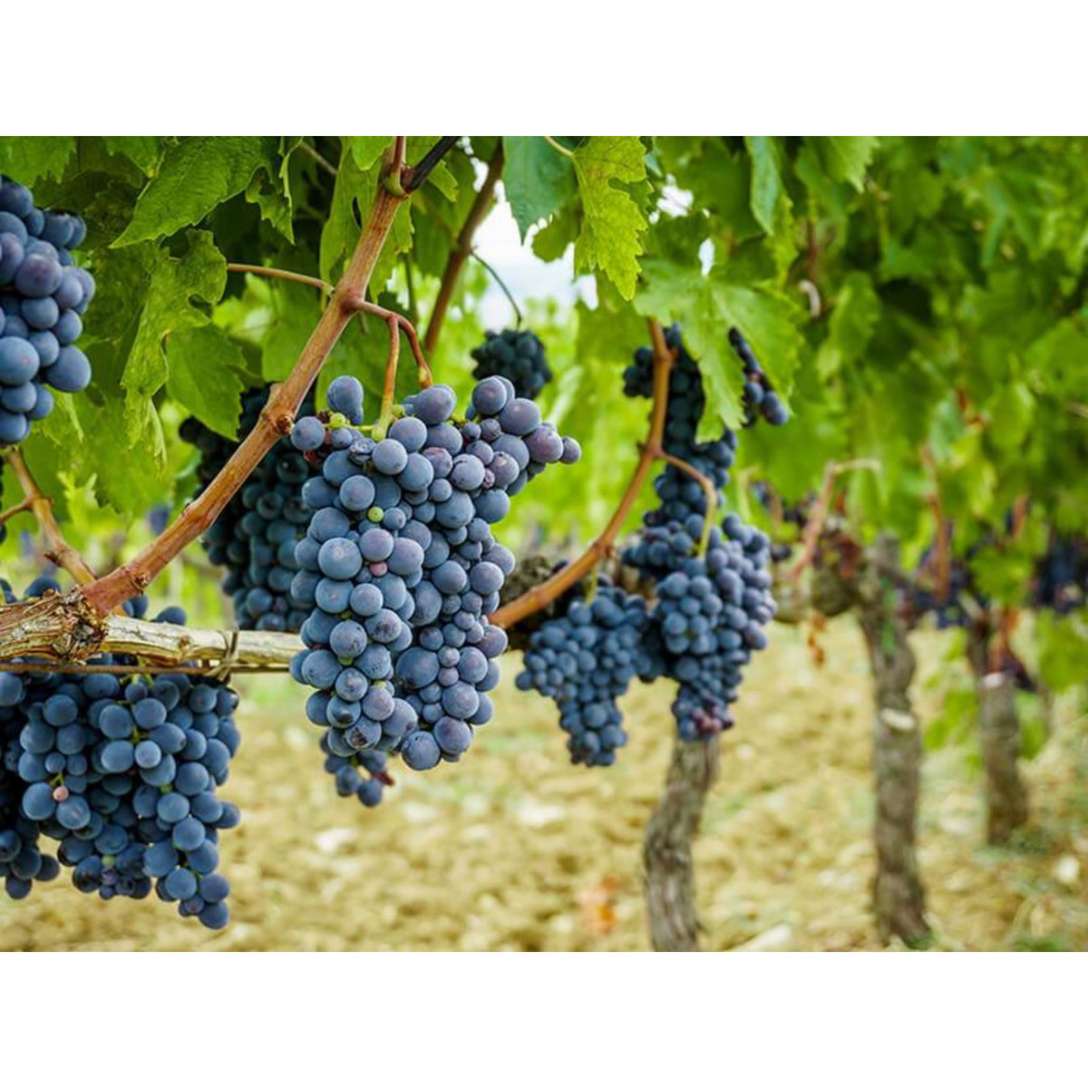 Smartbox Atelier Initiation et Dégustation Vin et Fromage dans un Bar à Vin - Coffret Cadeau Gastronomie