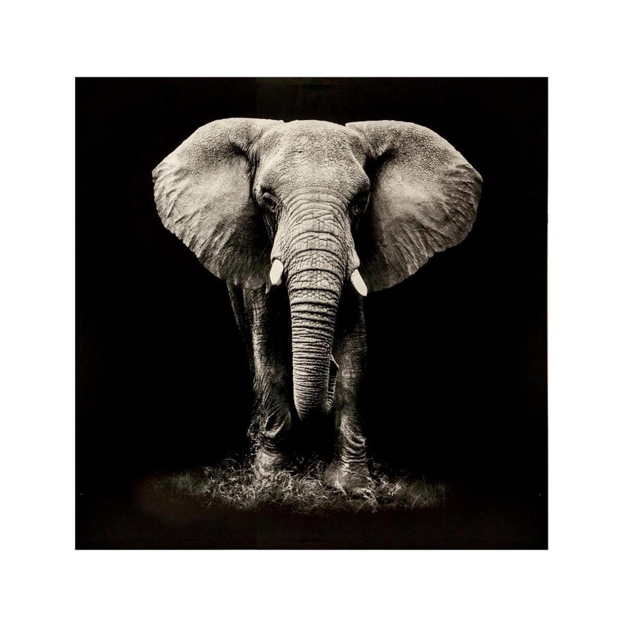 ATMOSPHERA Toile imprimée  eléphant  100x100cm noir & blanc