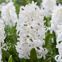 Voir la diapositive 3 : PLANT IN A BOX Jacinthe - Set de 20 - Hyacinthus 'Carnegie' - Bulbes à fleurs - Blanc