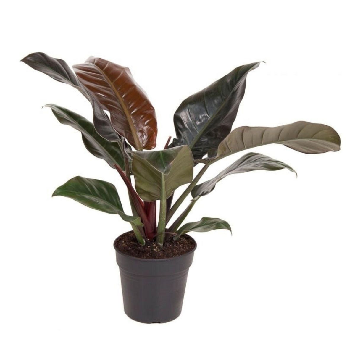 PLANT IN A BOX Plante verte - Philodendron 'Imperial Red' - Hauteur 50cm - ⌀19cm